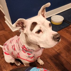 Meet your Posher, Shira